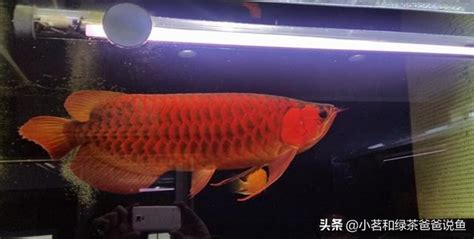 龍魚飼養|【龍魚好養嗎】養龍魚新手必看！龍魚好養嗎？從開缸到飼養全攻。